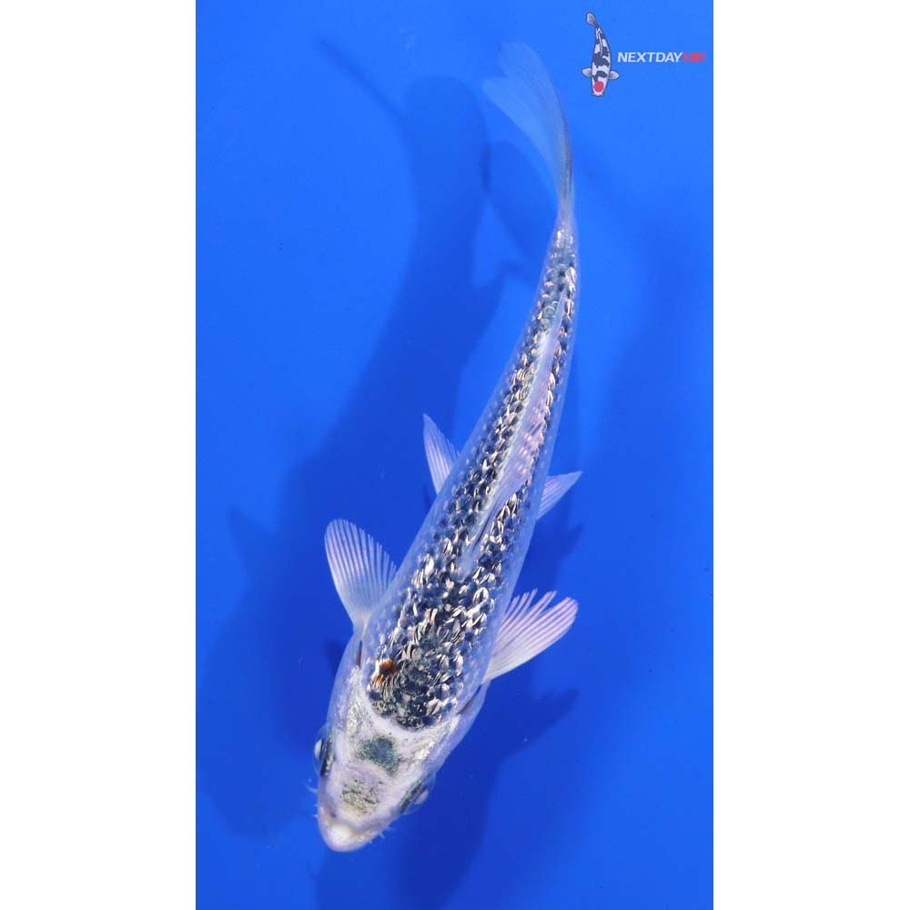 4” Imported Gin Rin Gin Matsuba