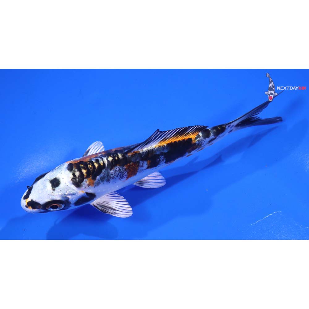 4” Imported Kin Kikokuryu