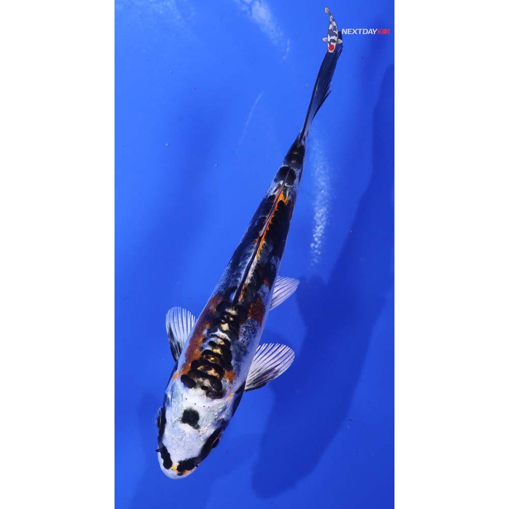 4” Imported Kin Kikokuryu