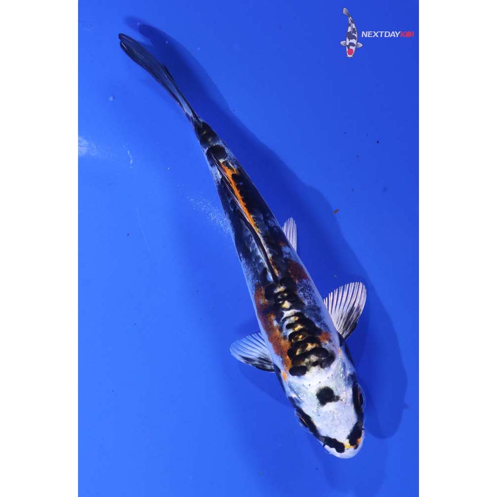 4” Imported Kin Kikokuryu