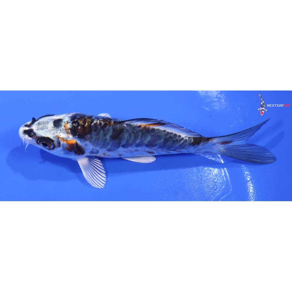 4” Imported Kin Kikokuryu