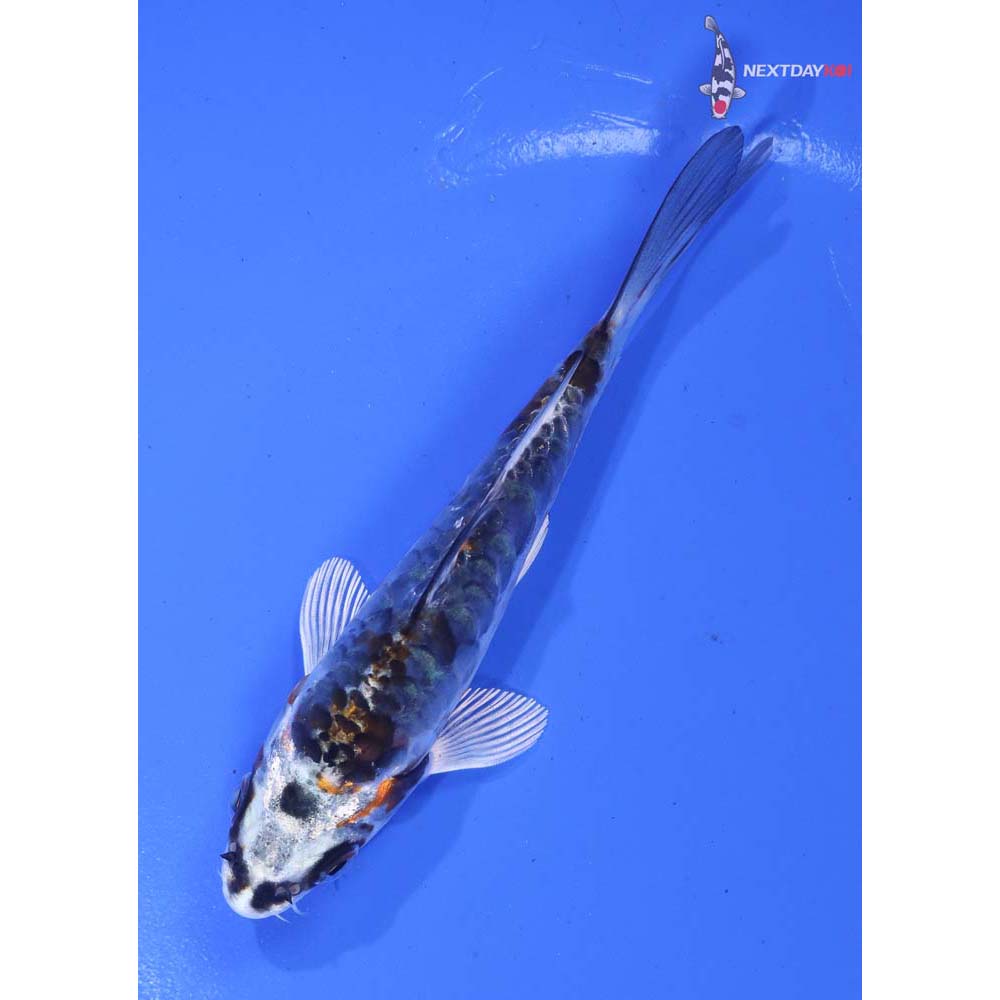 4” Imported Kin Kikokuryu