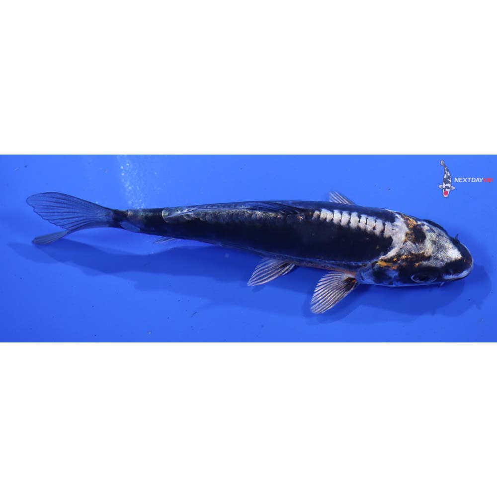 4.5” Imported Kin Kikokuryu