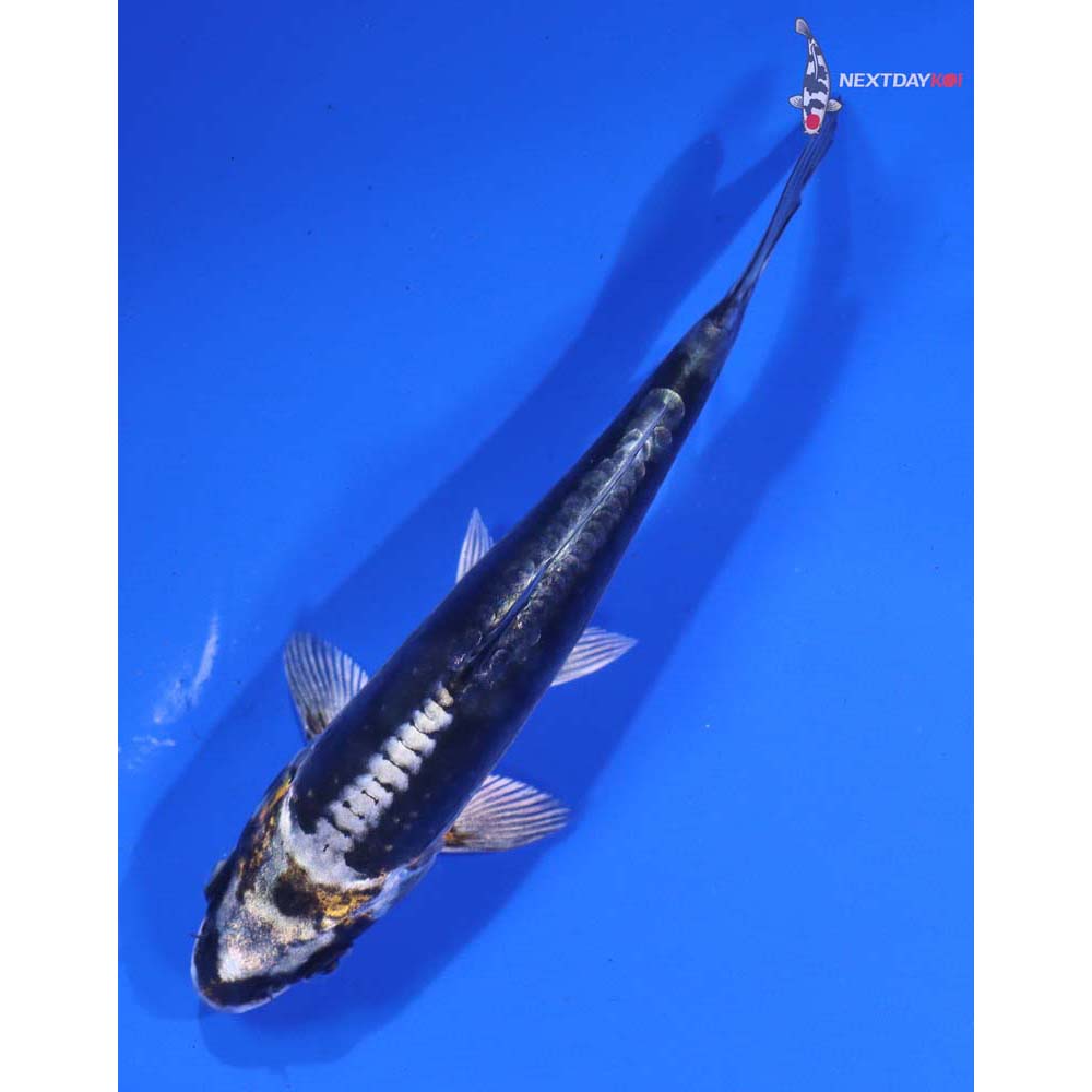 4.5” Imported Kin Kikokuryu