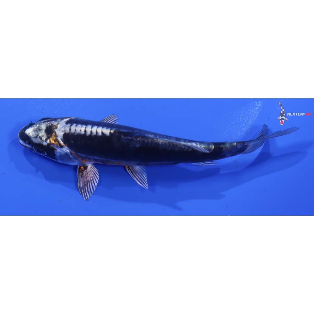 4.5” Imported Kin Kikokuryu