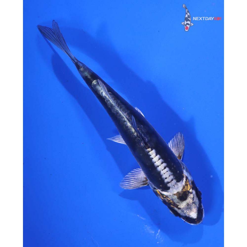 4.5” Imported Kin Kikokuryu