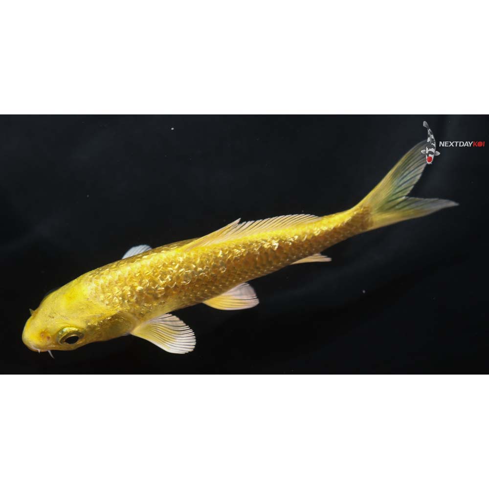 5” Imported Gin Rin Yamabuki Ogon