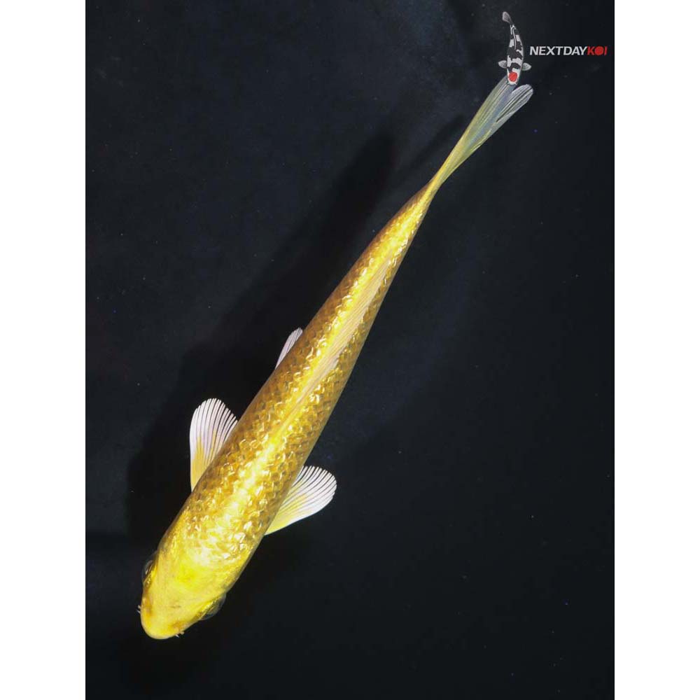 5” Imported Gin Rin Yamabuki Ogon