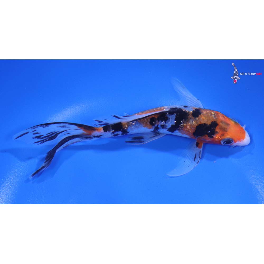 5.5” Imported Gin Rin Sanke Butterfly Koi