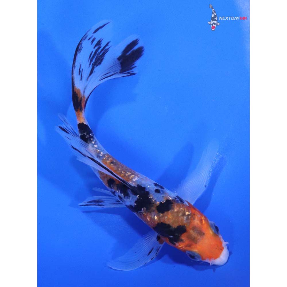 5.5” Imported Gin Rin Sanke Butterfly Koi
