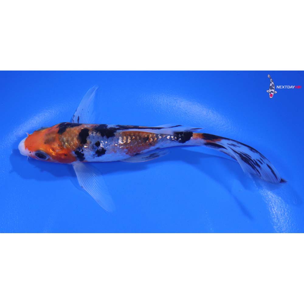 5.5” Imported Gin Rin Sanke Butterfly Koi