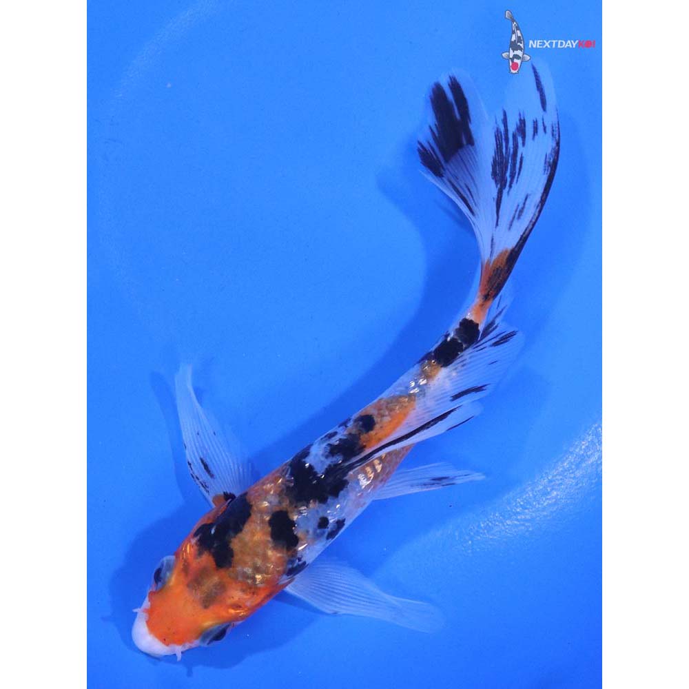 5.5” Imported Gin Rin Sanke Butterfly Koi