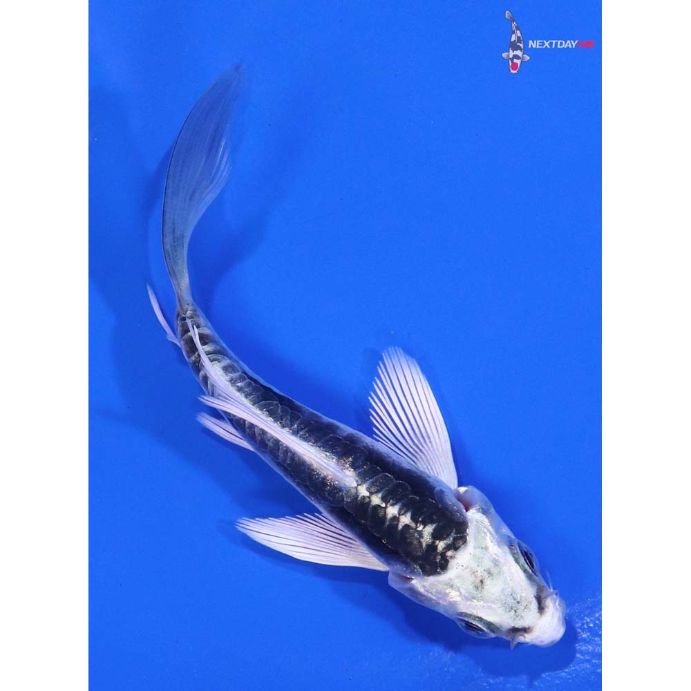 3” Imported Kikokuryu Butterfly Koi