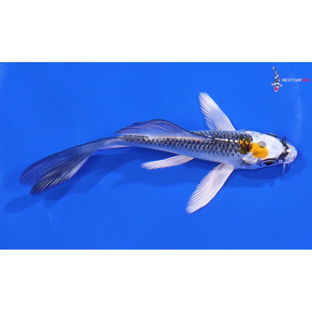 4” Imported Kujaku Butterfly Koi