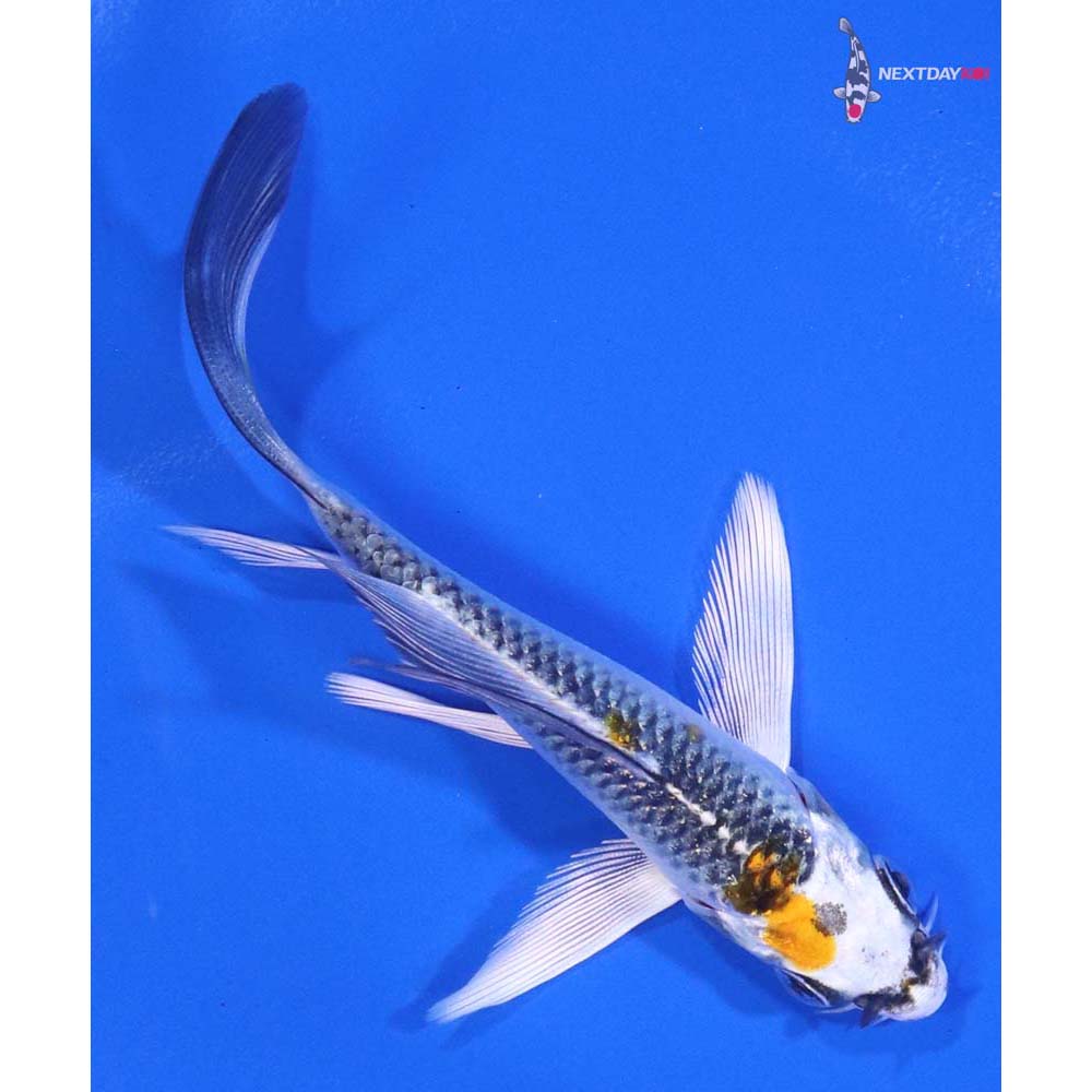 4” Imported Kujaku Butterfly Koi