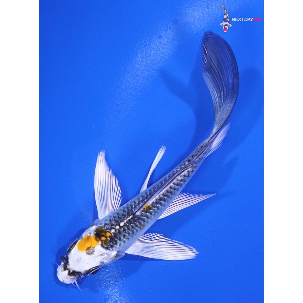 4” Imported Kujaku Butterfly Koi