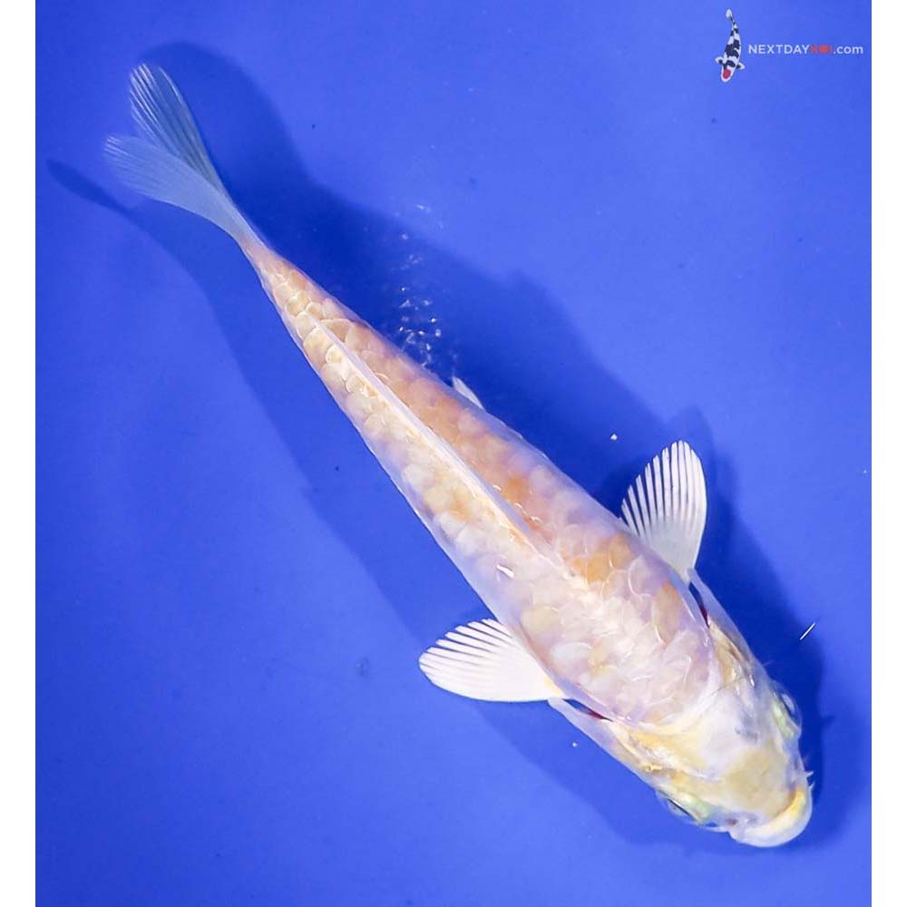 3.5” Imported Armor Scaled Lemon Hariwake