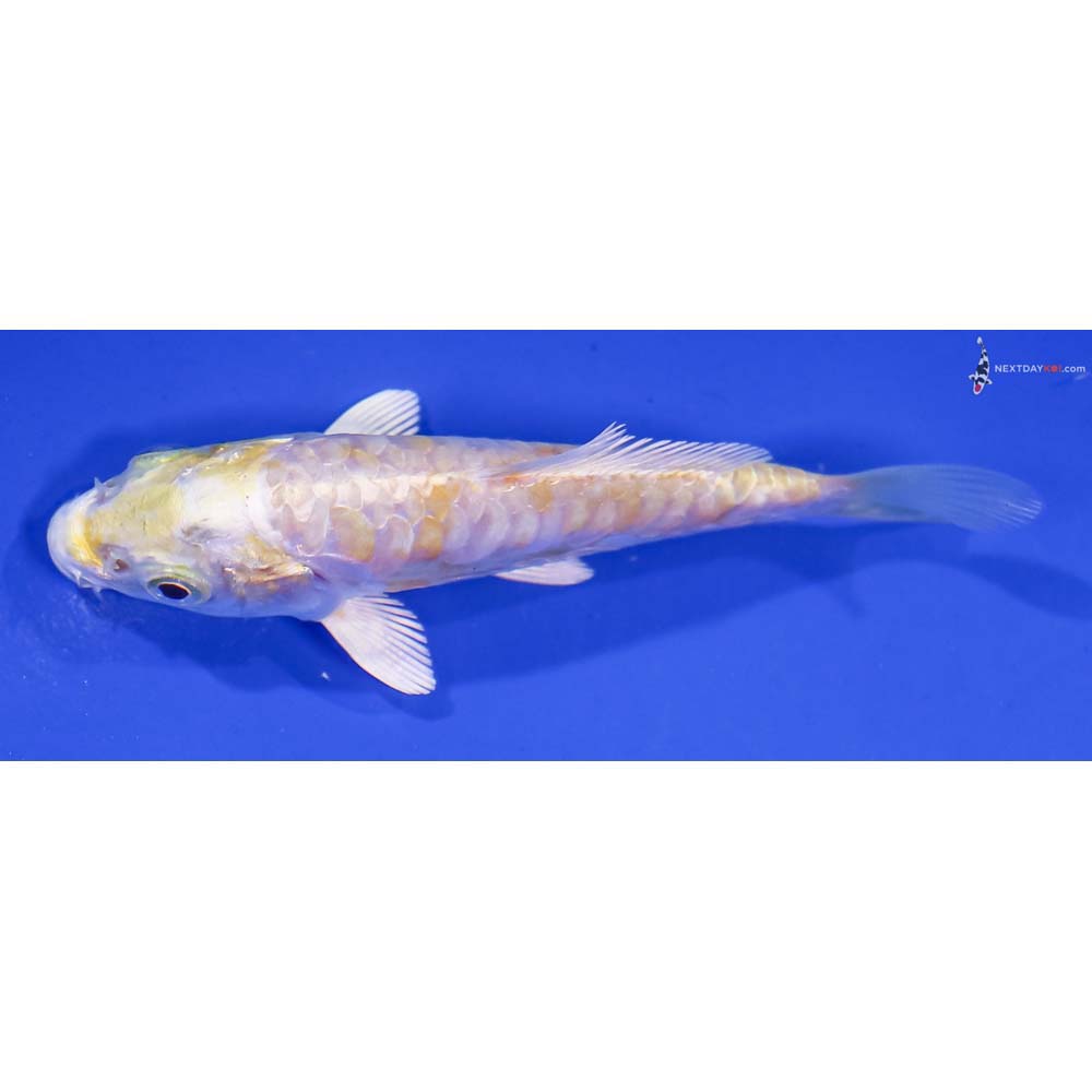 3.5” Imported Armor Scaled Lemon Hariwake