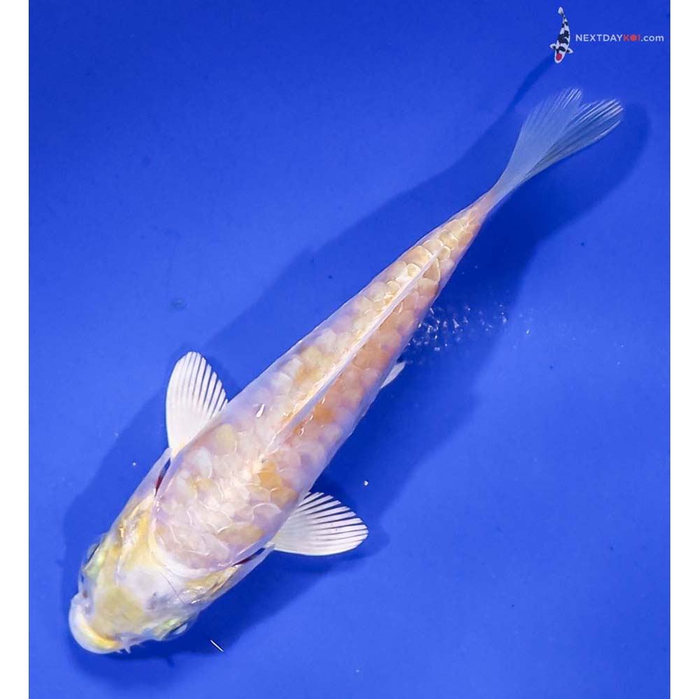 3.5” Imported Armor Scaled Lemon Hariwake