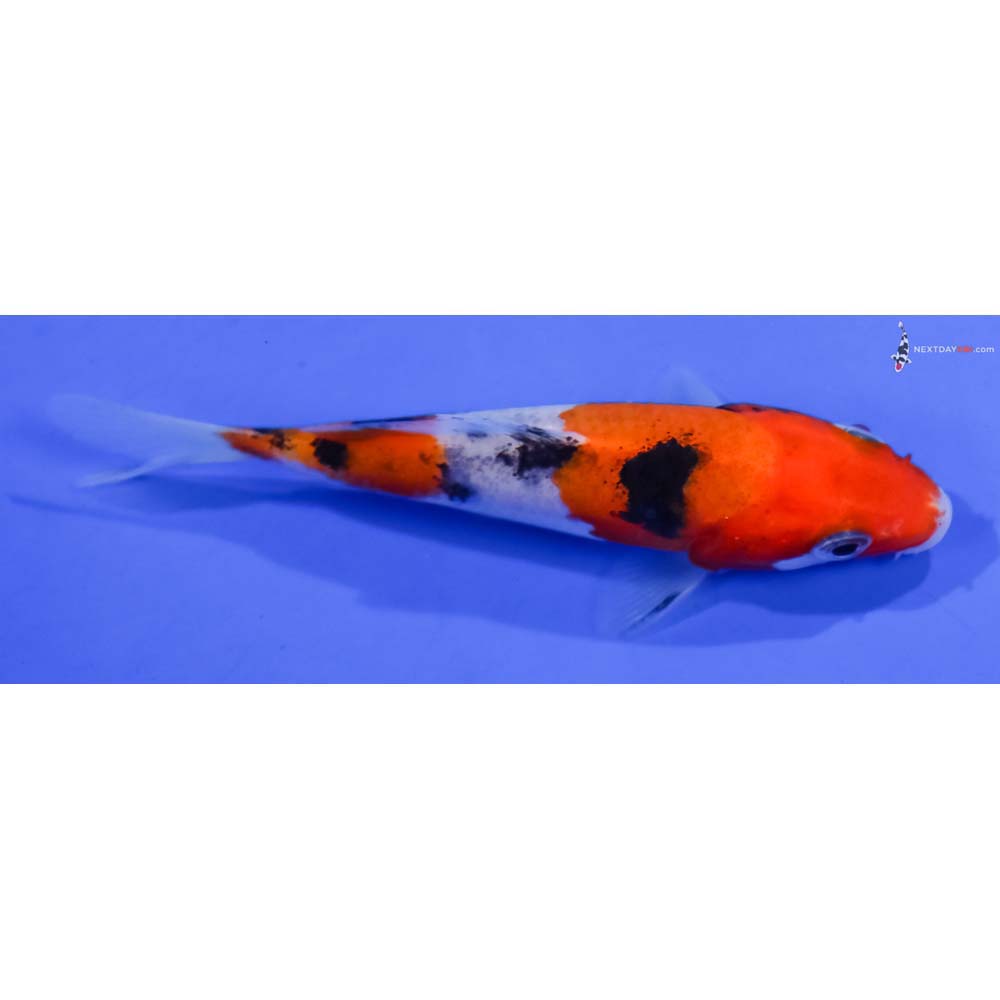 3.5” Imported Sanke