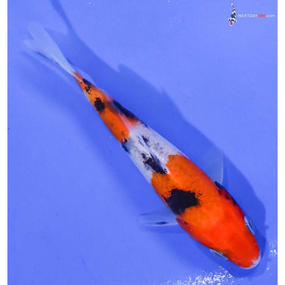 3.5” Imported Sanke