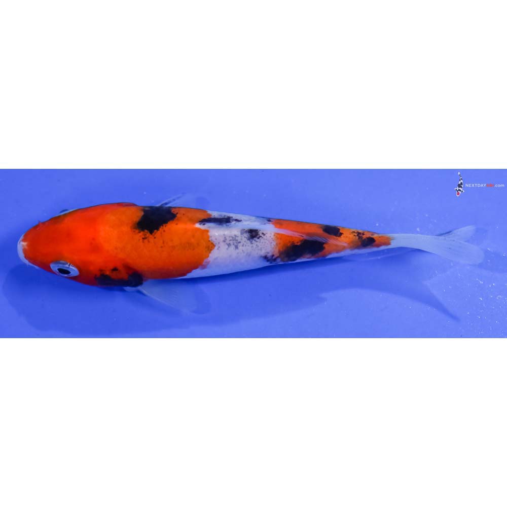 3.5” Imported Sanke