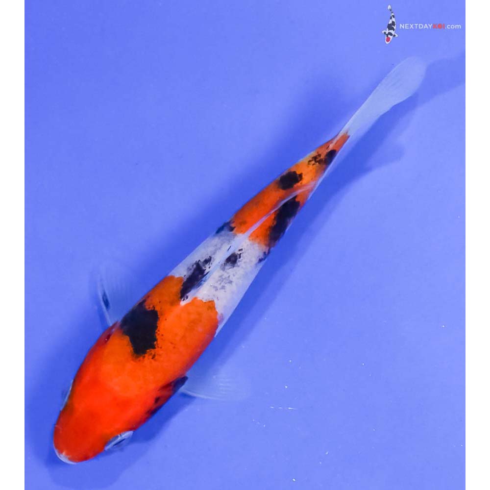 3.5” Imported Sanke