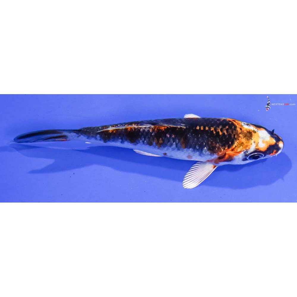 3.5” Imported Kujaku