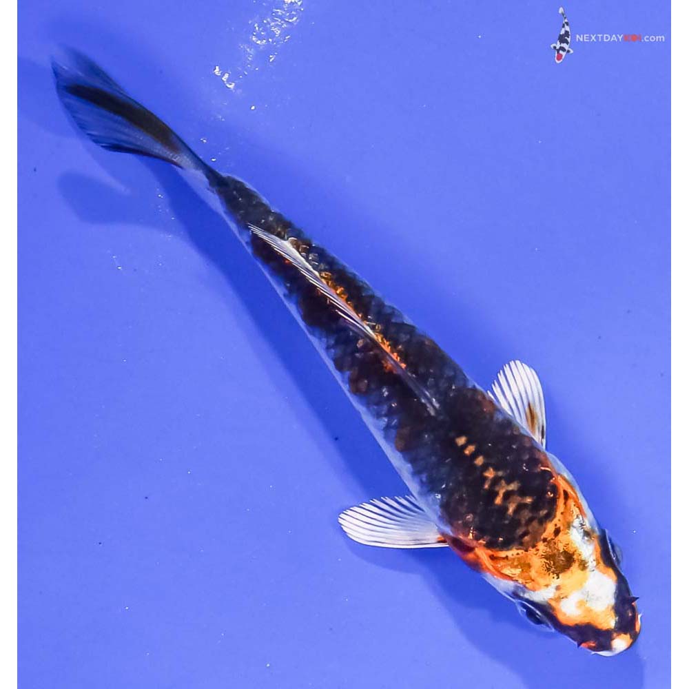 3.5” Imported Kujaku