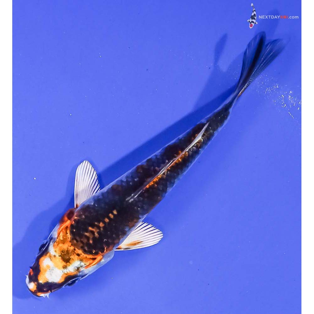 3.5” Imported Kujaku