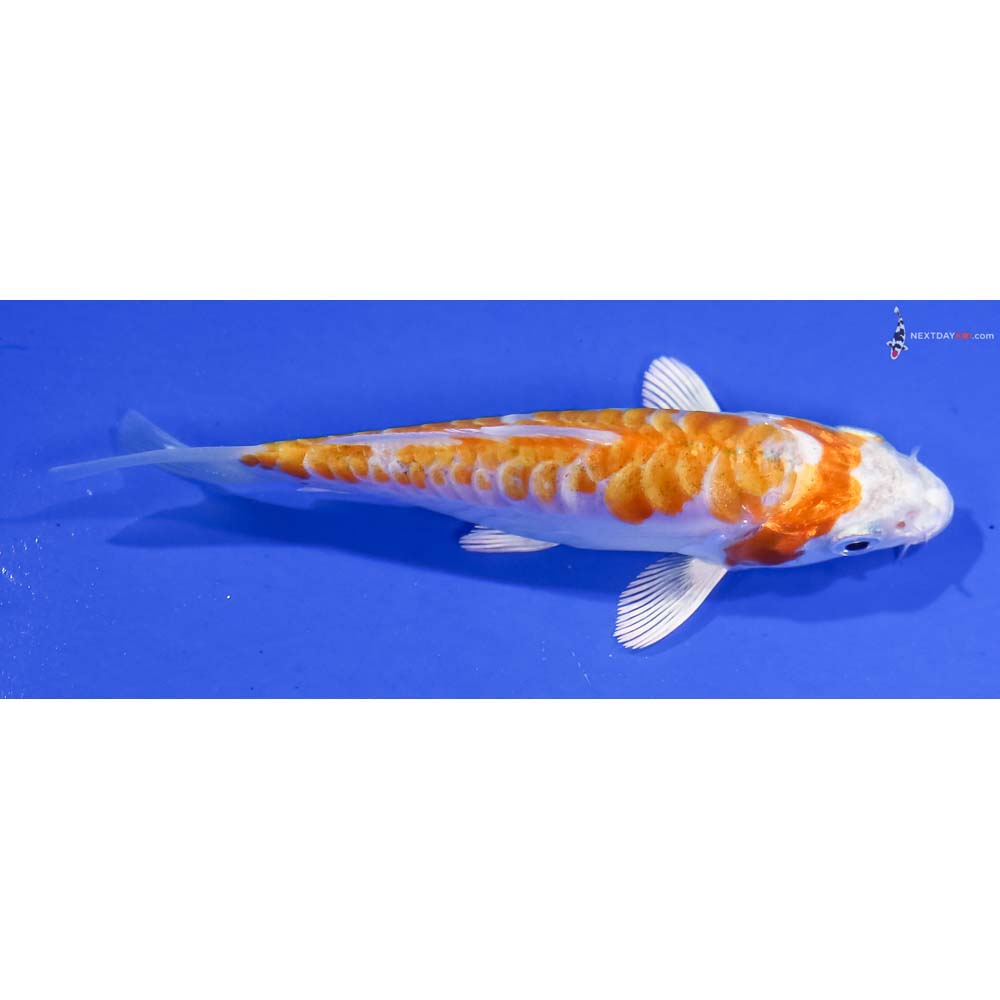 4” Imported Armor Scaled Hariwake