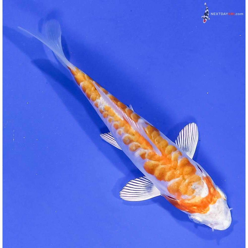 4” Imported Armor Scaled Hariwake