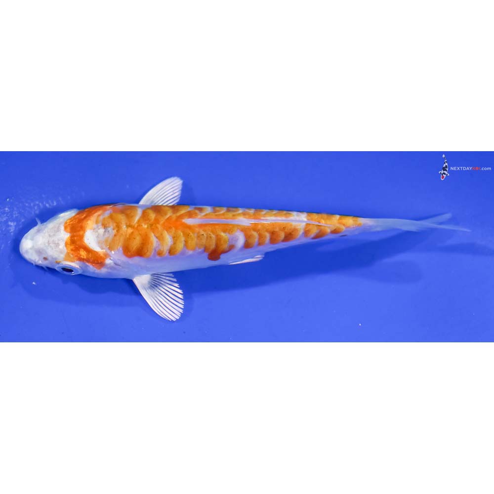 4” Imported Armor Scaled Hariwake