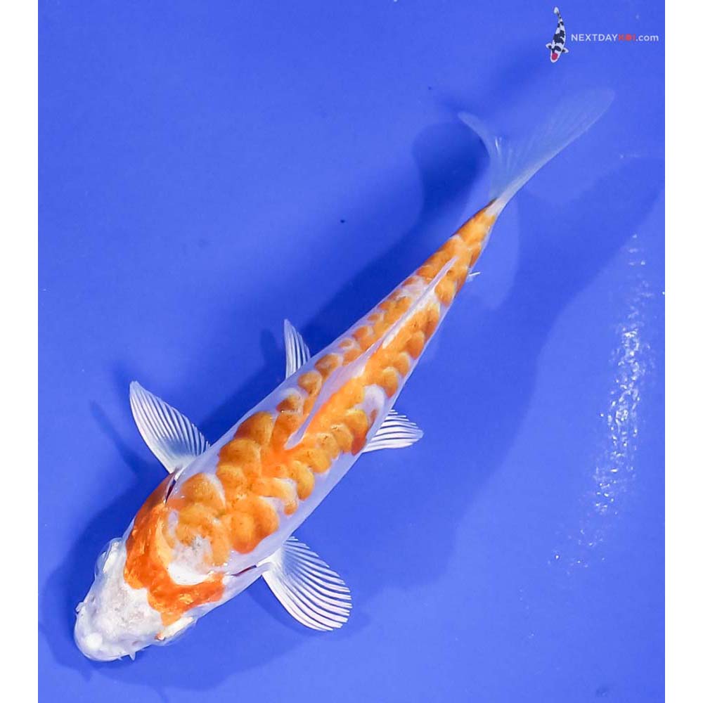 4” Imported Armor Scaled Hariwake