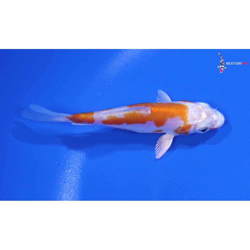 3” Imported Kikusui