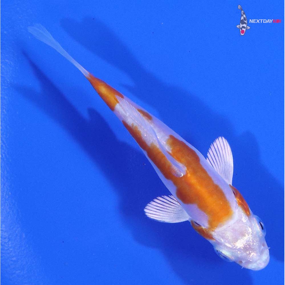 3” Imported Kikusui