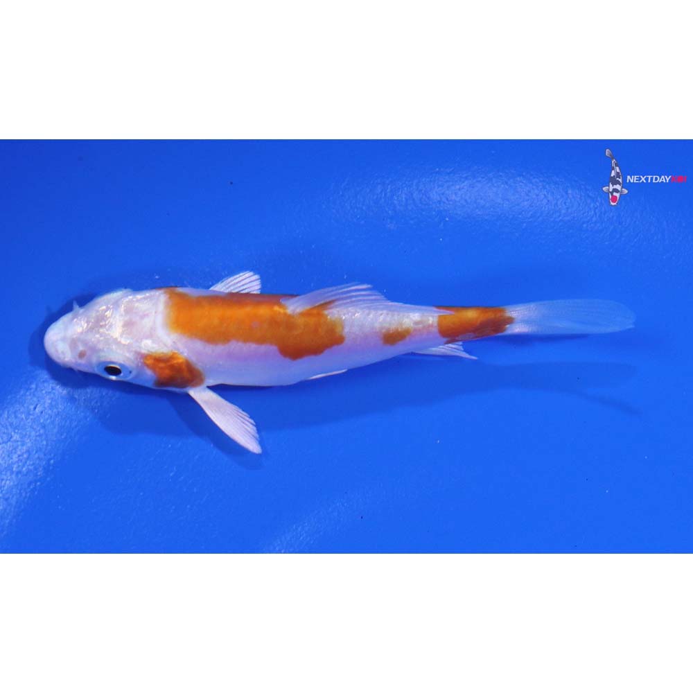 3” Imported Kikusui