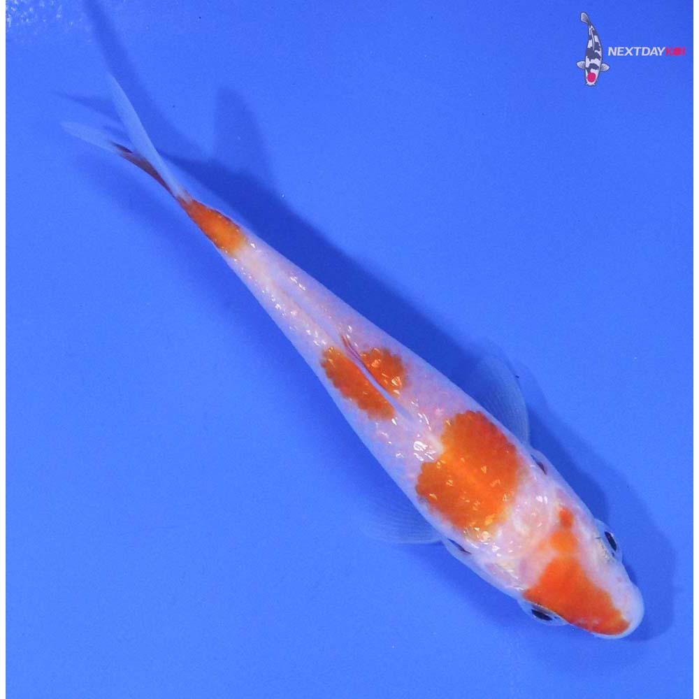 3” Imported Gin Rin Kohaku