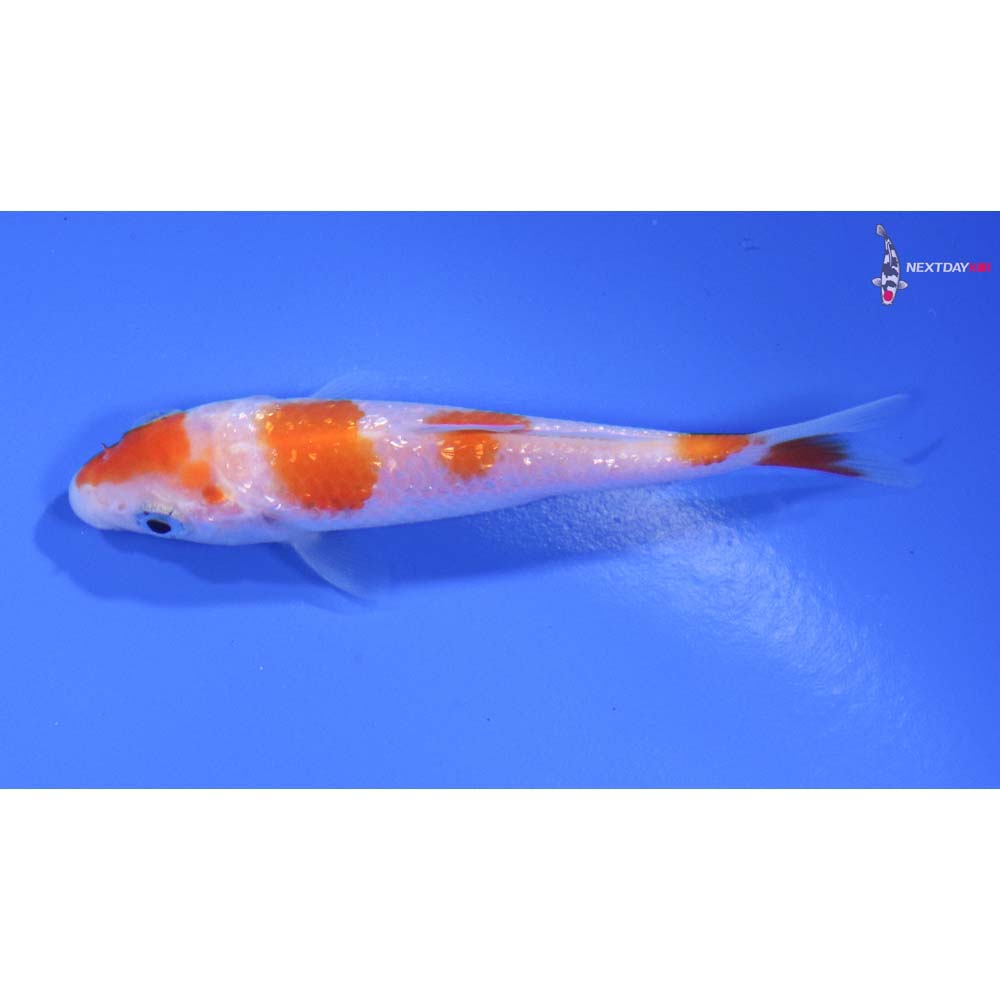 3” Imported Gin Rin Kohaku