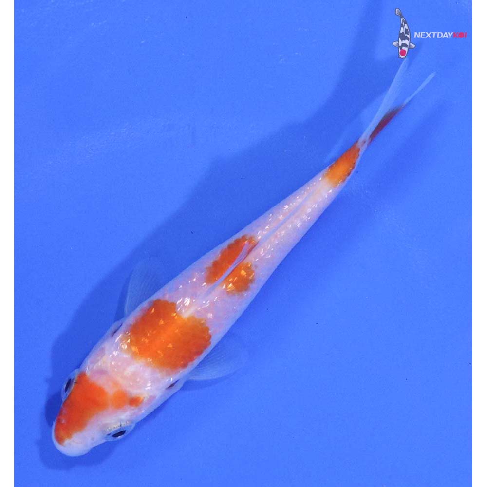3” Imported Gin Rin Kohaku