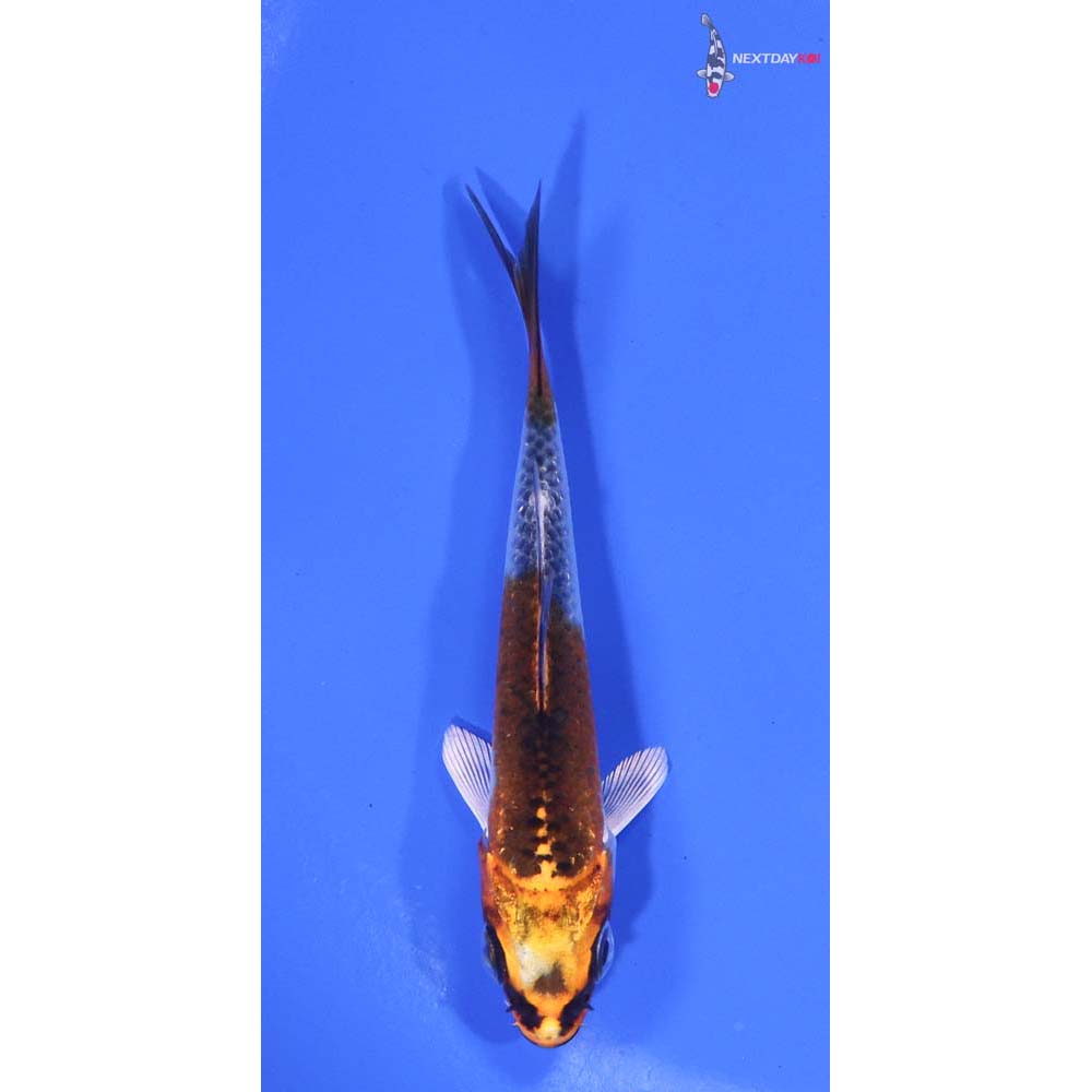3” Imported Kujaku