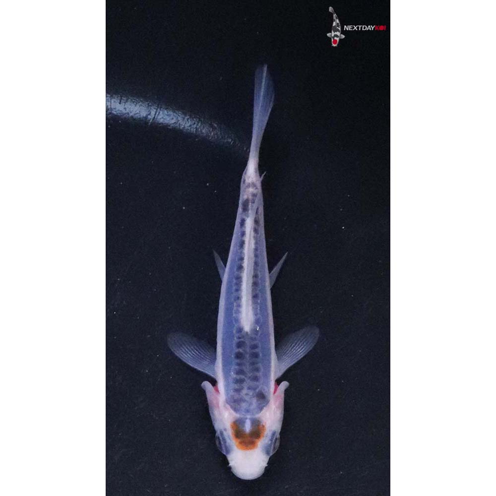 3” Imported Shusui