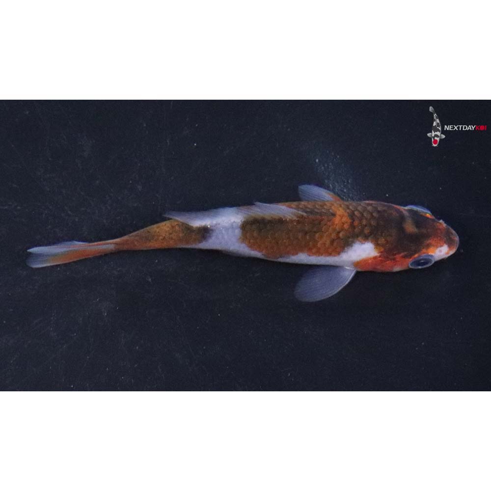 3” Imported Goromo