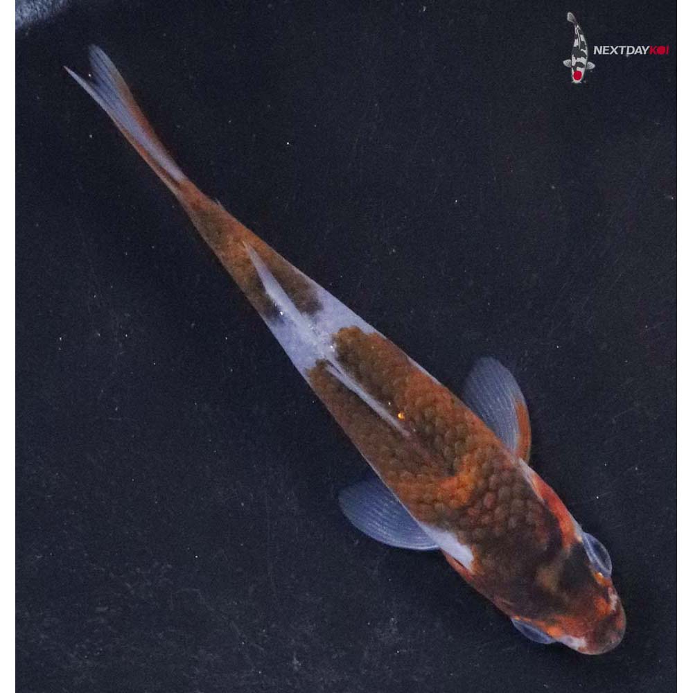 3” Imported Goromo