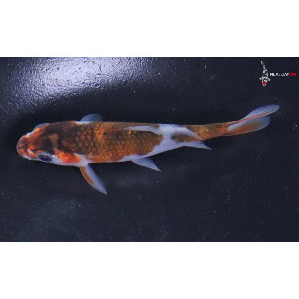 3” Imported Goromo