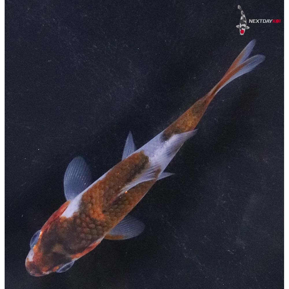 3” Imported Goromo