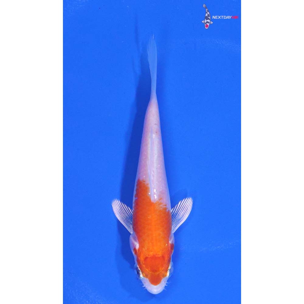 4” Imported Hariwake