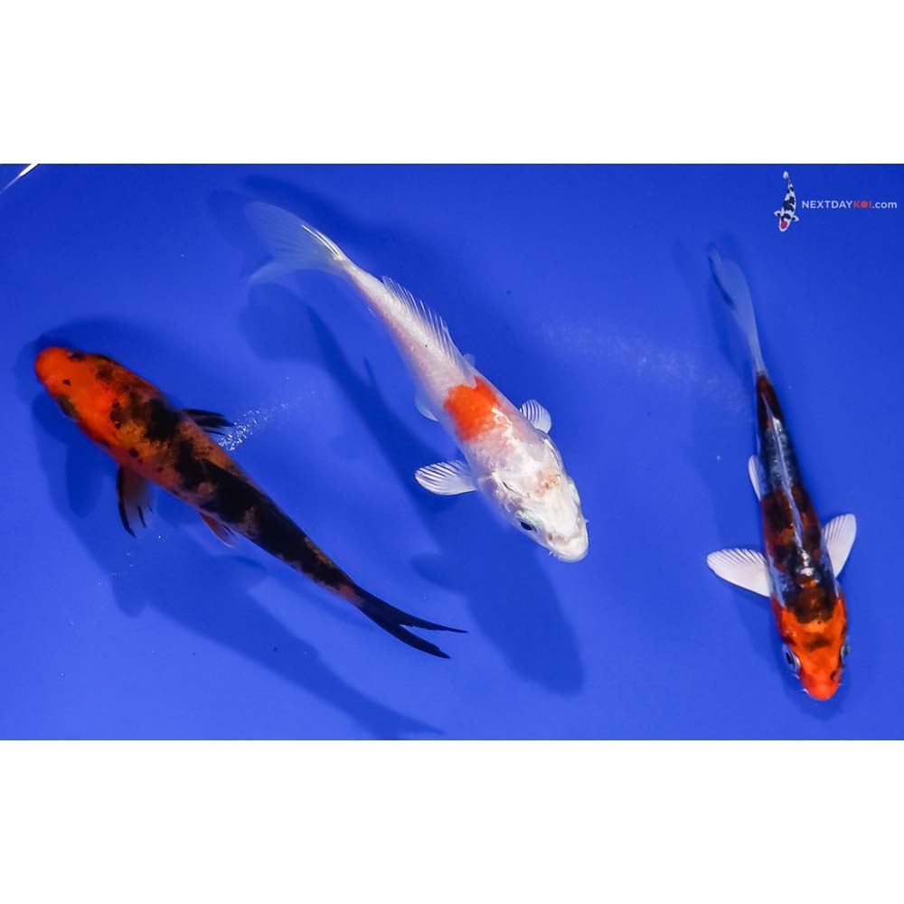 Lot of (3) 3.5-4.5” Imported Assorted Koi