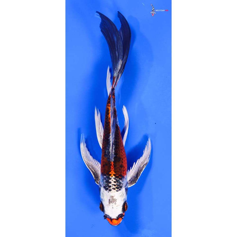 7” Imported Kujaku Butterfly Koi