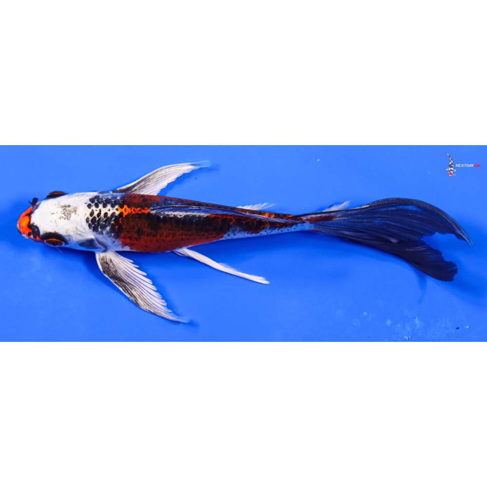 7” Imported Kujaku Butterfly Koi
